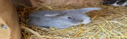 Mini Lop rabbits for sale: Pure breed minilop rabbits - Advert 12