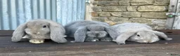 French Lop rabbits for sale: Stunning xl French lops  - Advert 19