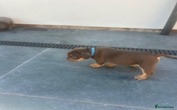 Olde English Bulldogge dogs for sale: Olde English Bulldog Puppies - Image 25