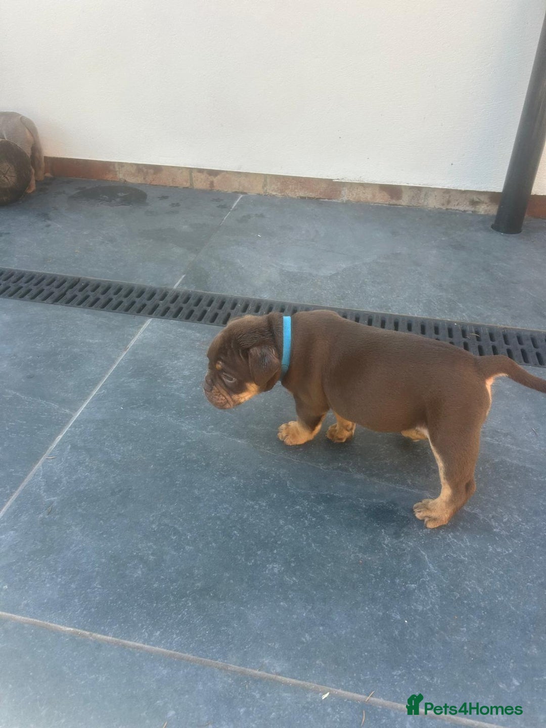 Olde English Bulldogge dogs for sale: Olde English Bulldog Puppies - Image 25