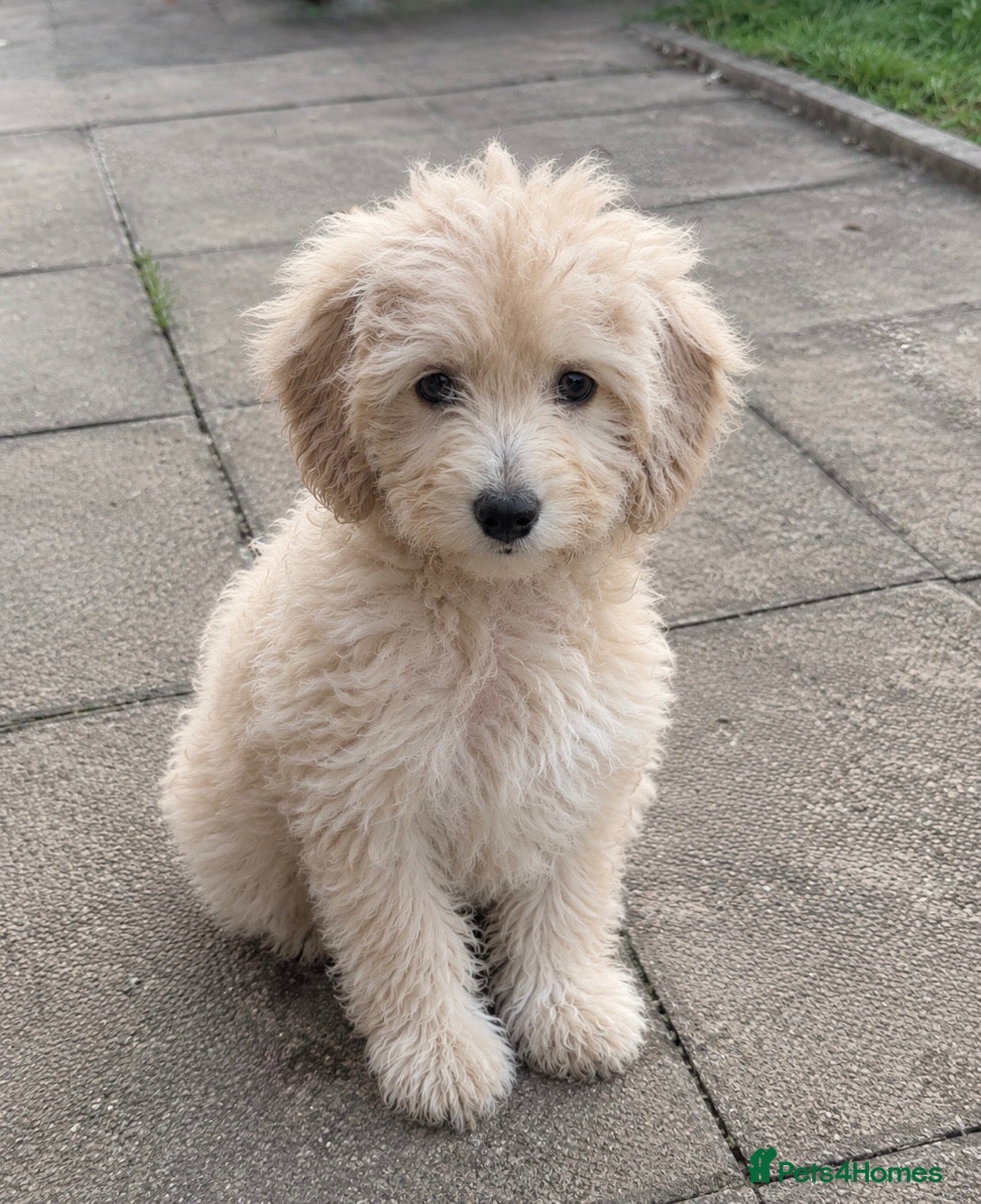 Mini Goldendoodle dogs F1B Mini Goldendoodles – one girl available - Advert 1