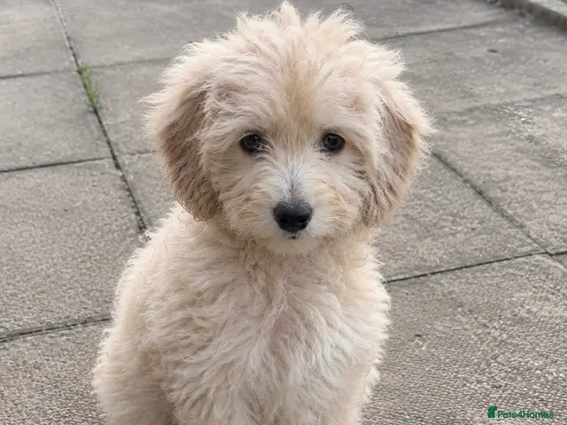 Mini Goldendoodle dogs F1B Mini Goldendoodles – one girl available - Advert 1