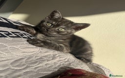 British Longhair cats for sale: British long hair and Scottish fold male & female  - Advert 4