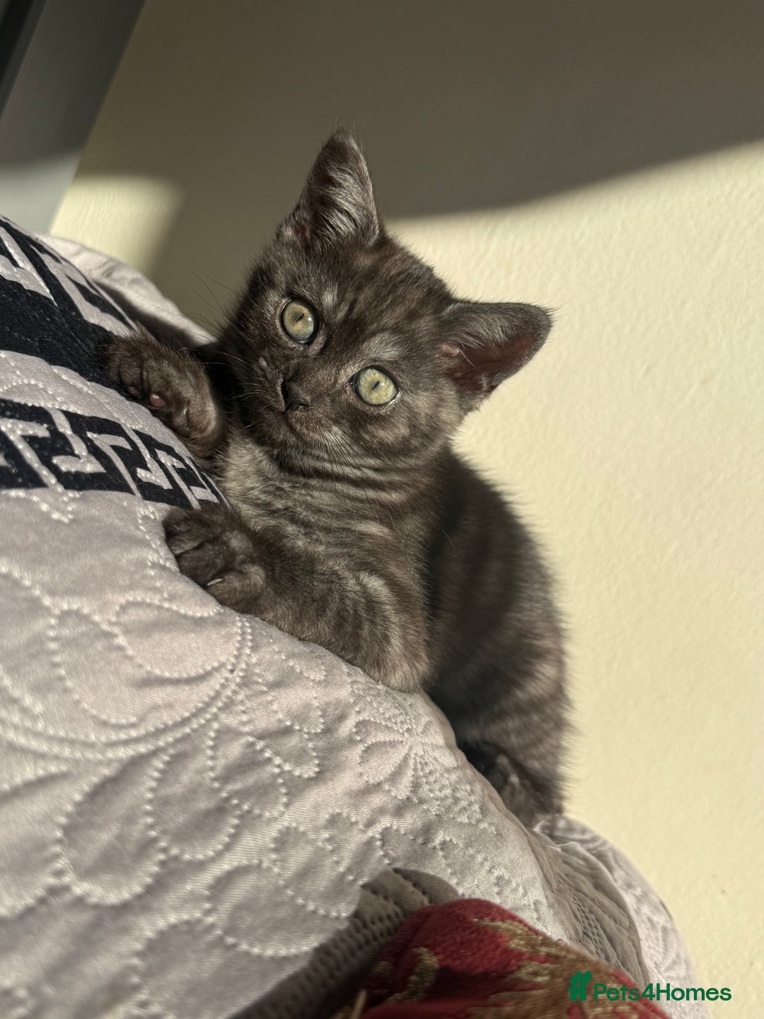 British Longhair cats for sale: British long hair and Scottish fold male & female  - Advert 4