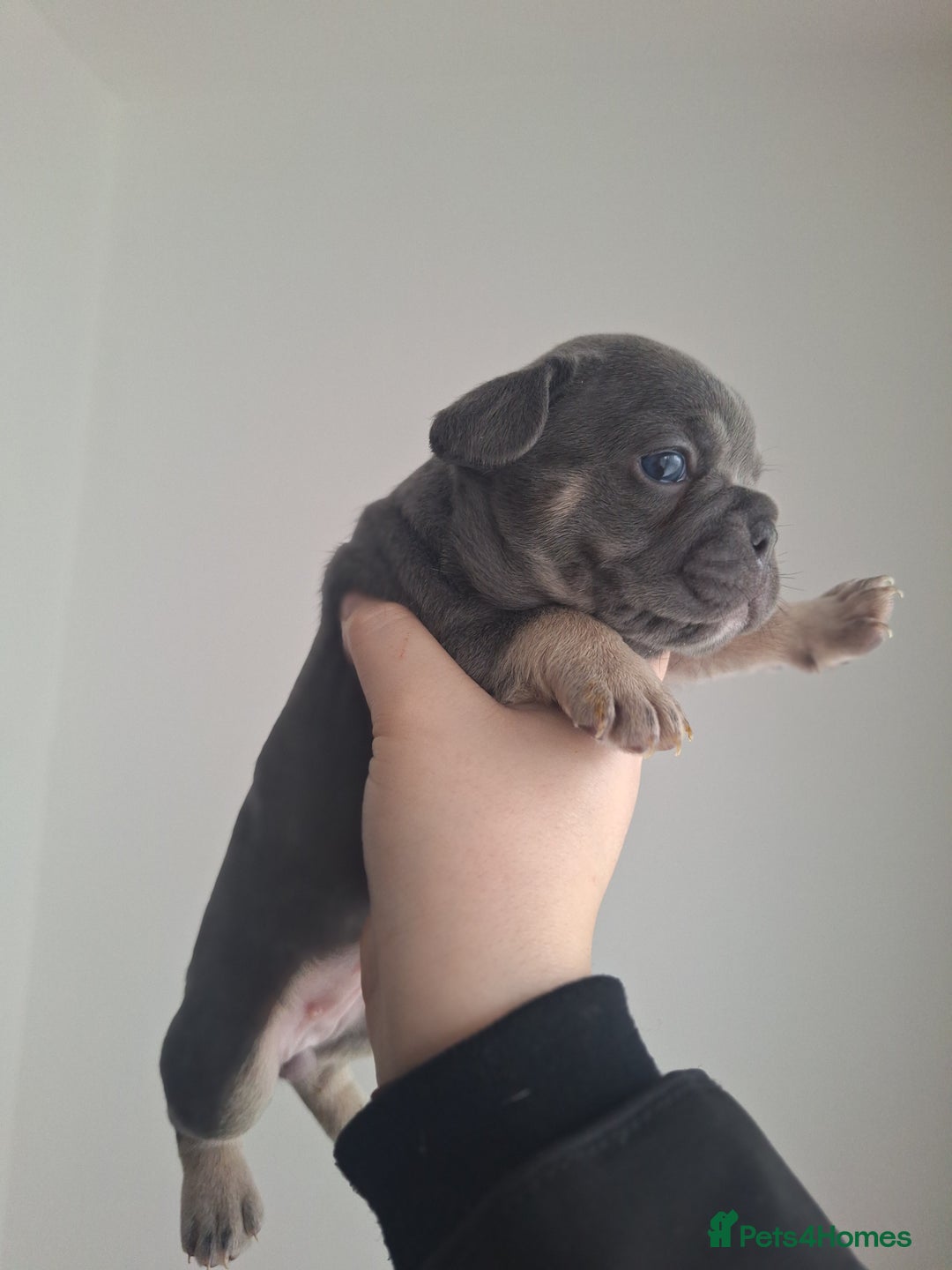 French Bulldog dogs for sale: French bulldog babies  - Advert 3