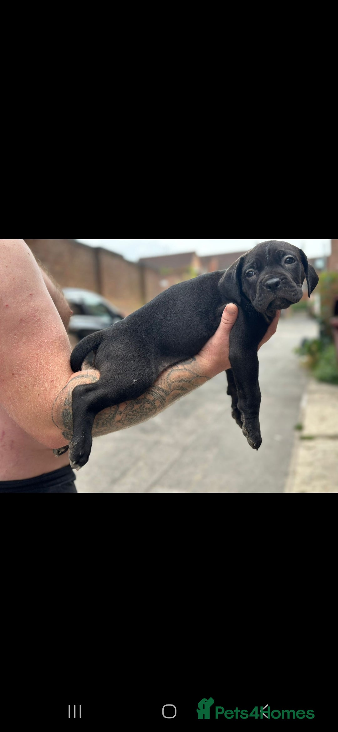 Cane Corso dogs for sale: Last 3 of the 10 cane cane corso puppys left  - Image 9