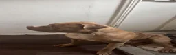 Mixed Breed dogs for sale: Mastiff x  - Advert 5