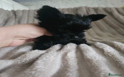 Yorkshire Terrier dogs for sale: SmaltypeYorkshire terrier Chocolate/black IHR.e.V  - Image 17