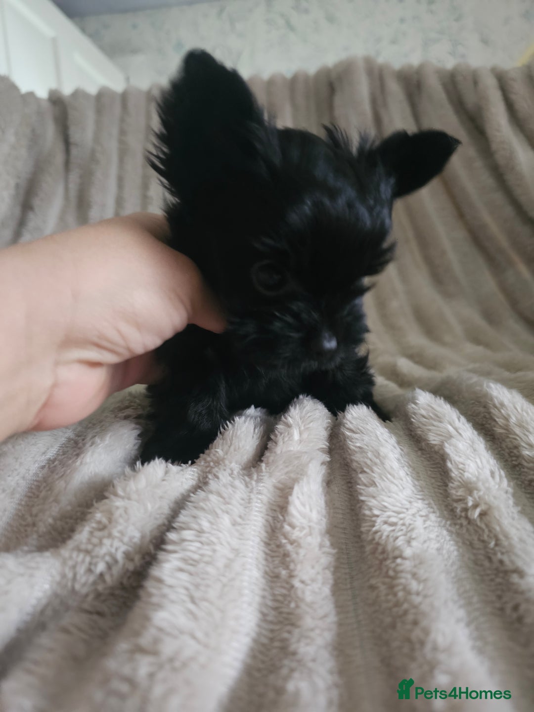 Yorkshire Terrier dogs for sale: SmaltypeYorkshire terrier Chocolate/black IHR.e.V  - Image 17