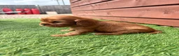 Cavalier King Charles Spaniel dogs for sale: Cavalier King Charles - Advert 6