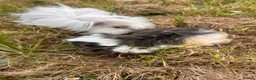Guinea Pig rodents for sale: Trio of Peruvian femaleguineapigs.Must go together - Advert 12