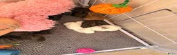 Mini Lion Lop rabbits for sale: Mini lion lop*X Netherland dwarf  in Rotherham - Advert 4