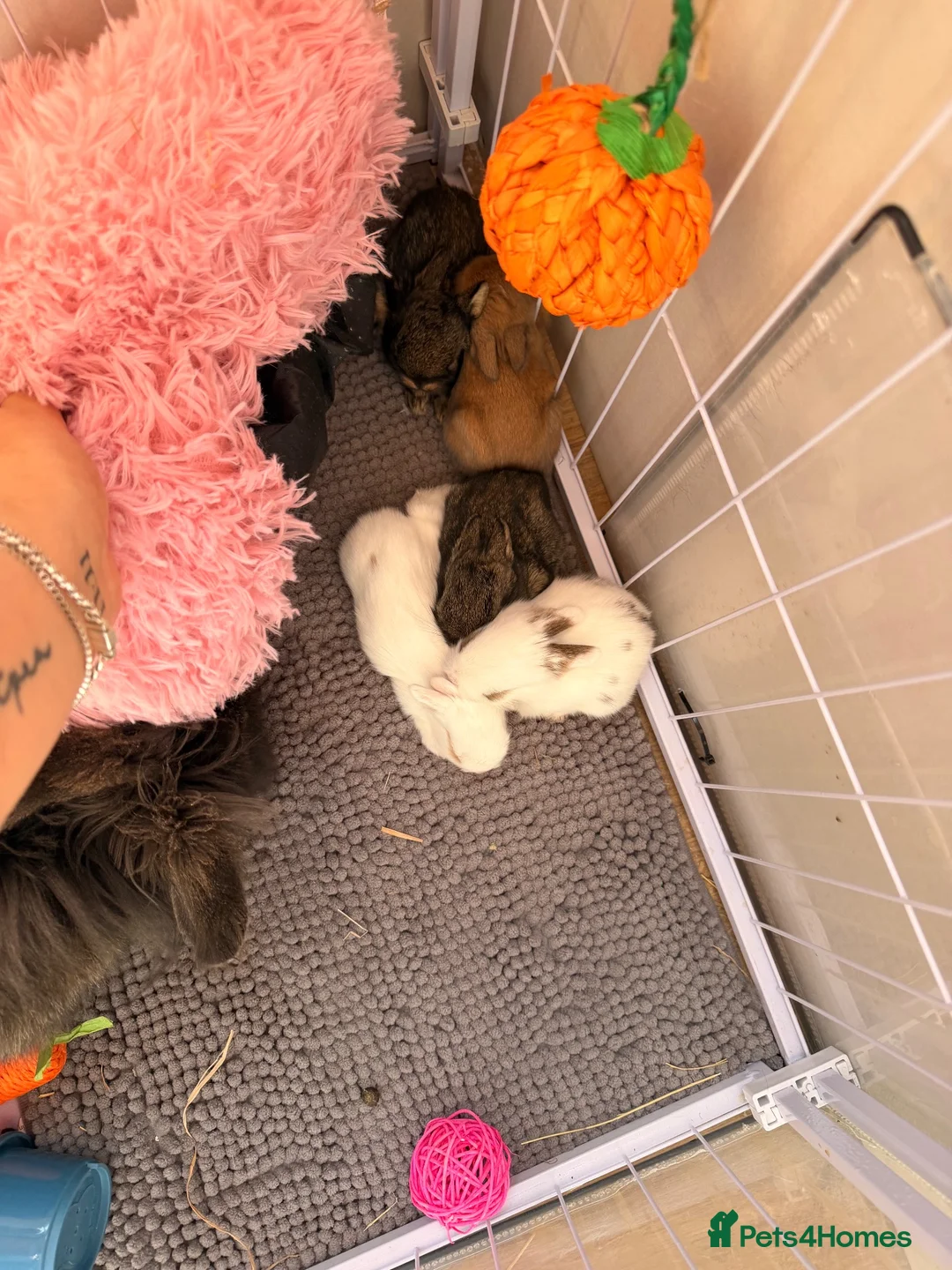 Mini Lion Lop rabbits for sale: Mini lion lop*X Netherland dwarf  in Rotherham - Advert 4