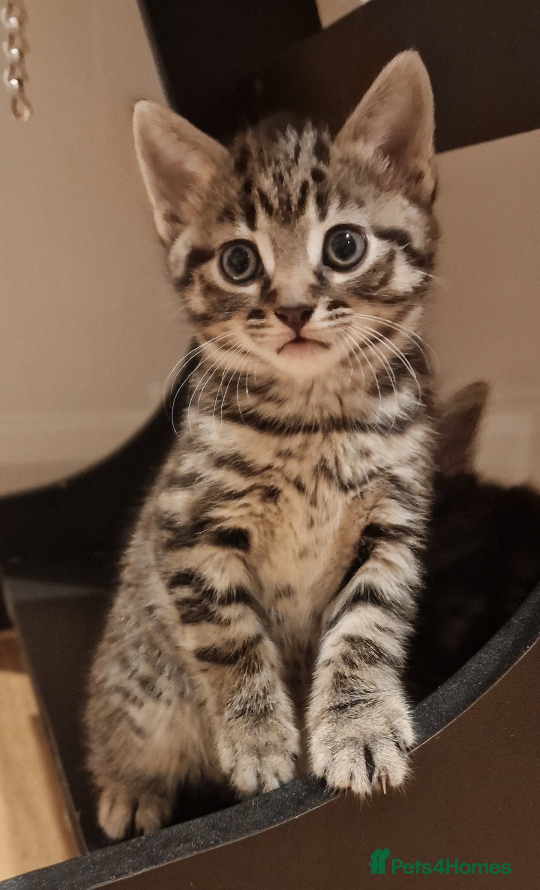Mixed Breed cats for sale: Gorgeous Mixed Breed Main Coon Kittens  - Image 22