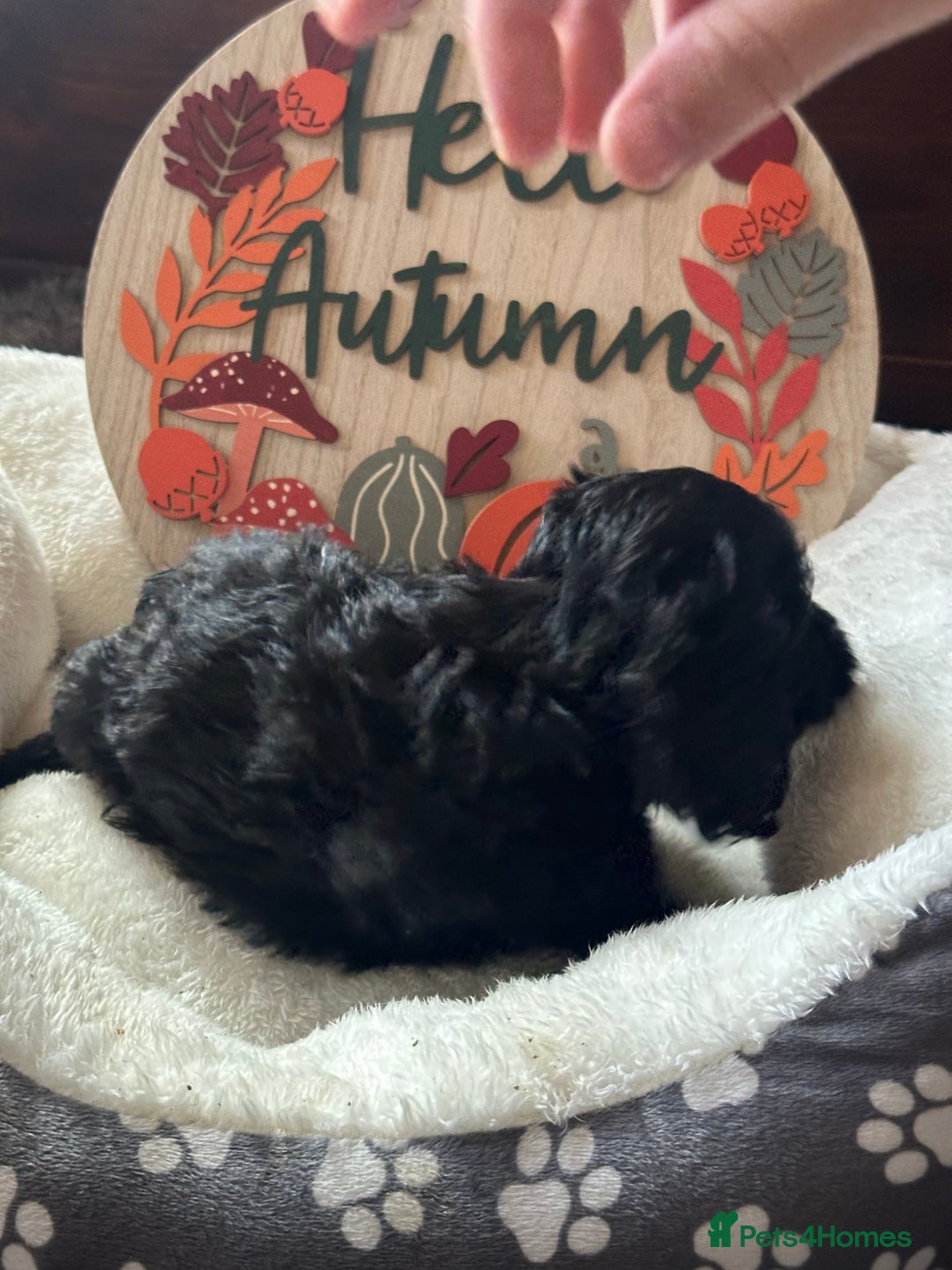 Cockapoo dogs for sale: F3 Cockapoo puppies. Prices do vary.  - Image 10