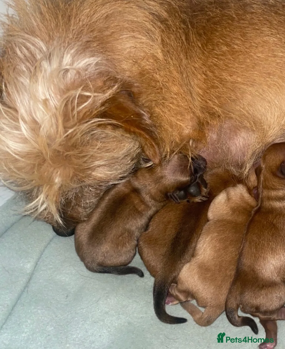 Mixed Breed dogs for sale: Jack Russell/ Yorkshire terrier puppy’s  in Pontypool - Advert 2