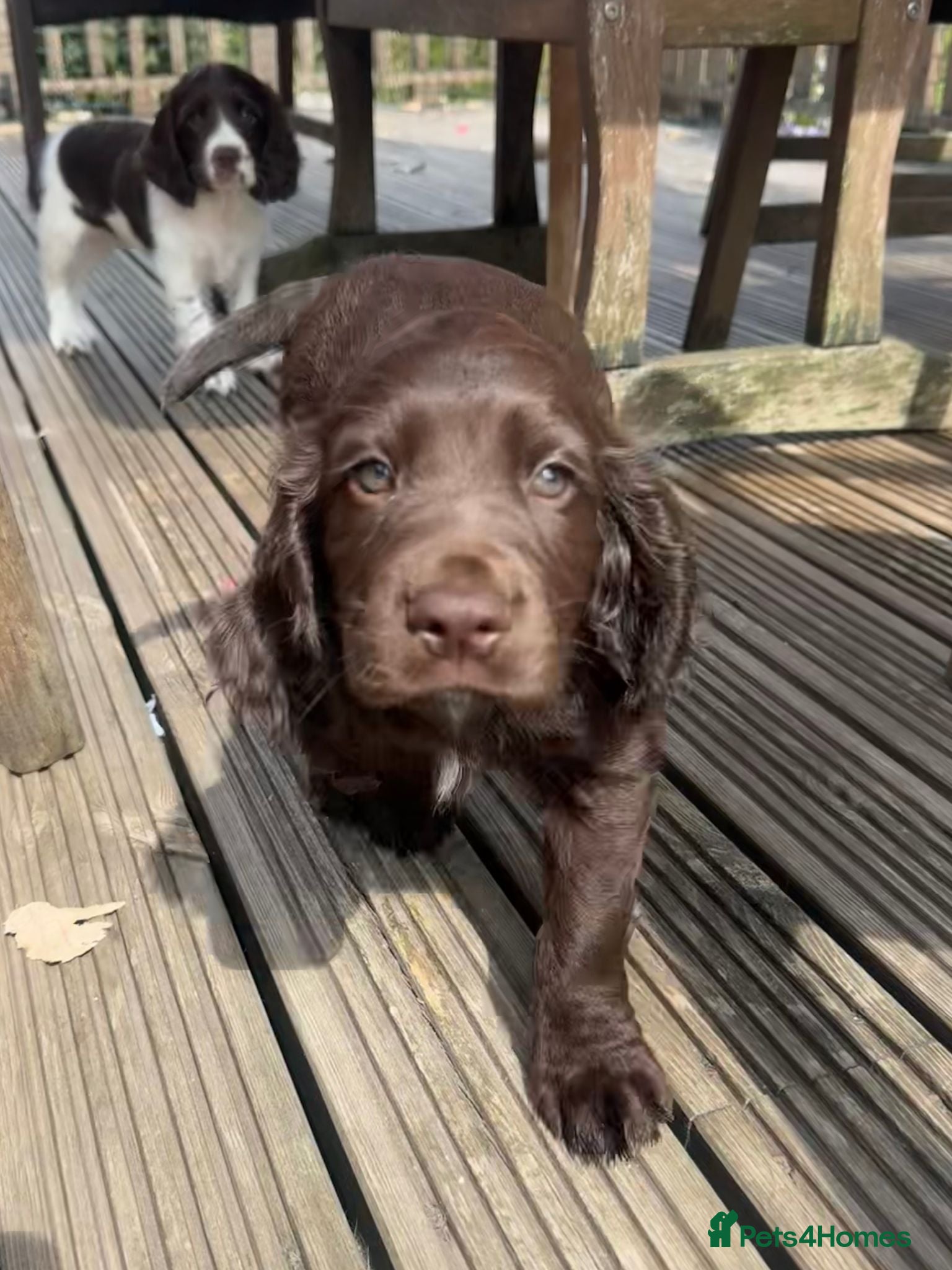 Cocker Spaniel dogs Working Cocker Spaniel Puppies - Advert 1
