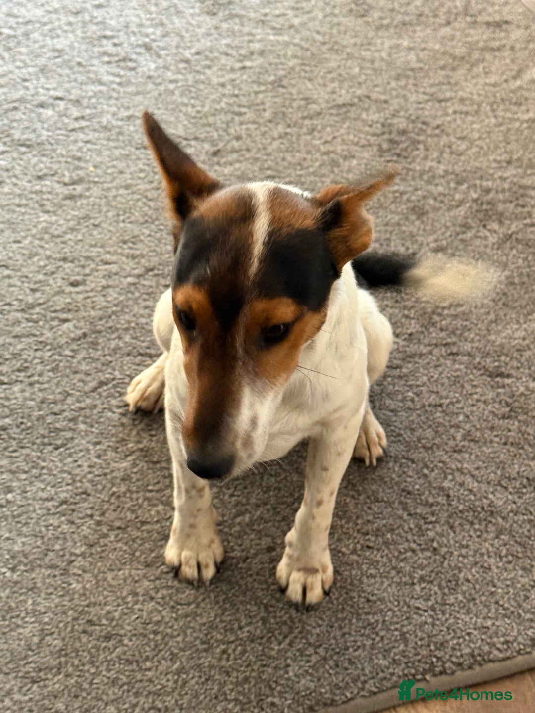 Fox Terrier dogs for adoption: Sweet Mizzo looking for LOVE - Image 17