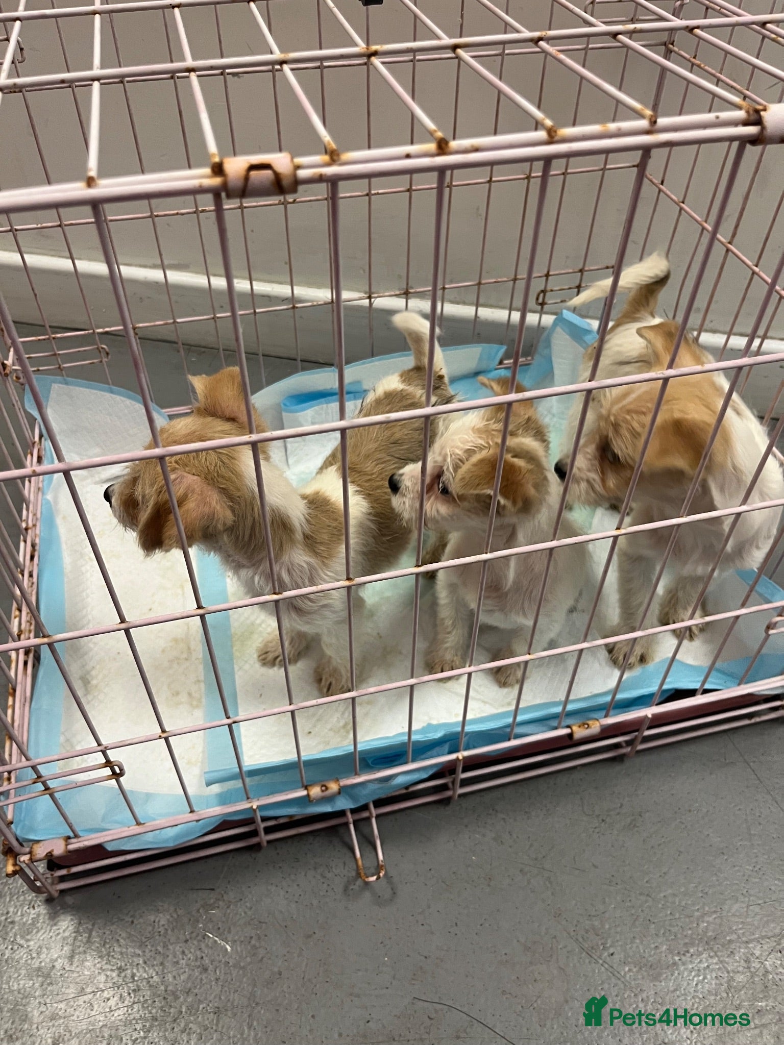 Mixed Breed dogs Tiny maltase+Jack Russell puppy’s  - Advert 1