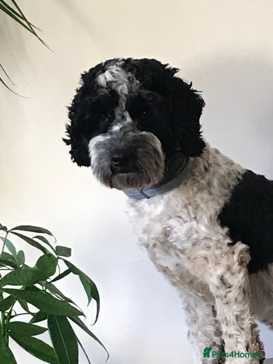 Cockapoo dogs for stud: Bertie the cockapoo available for stud - Advert 2