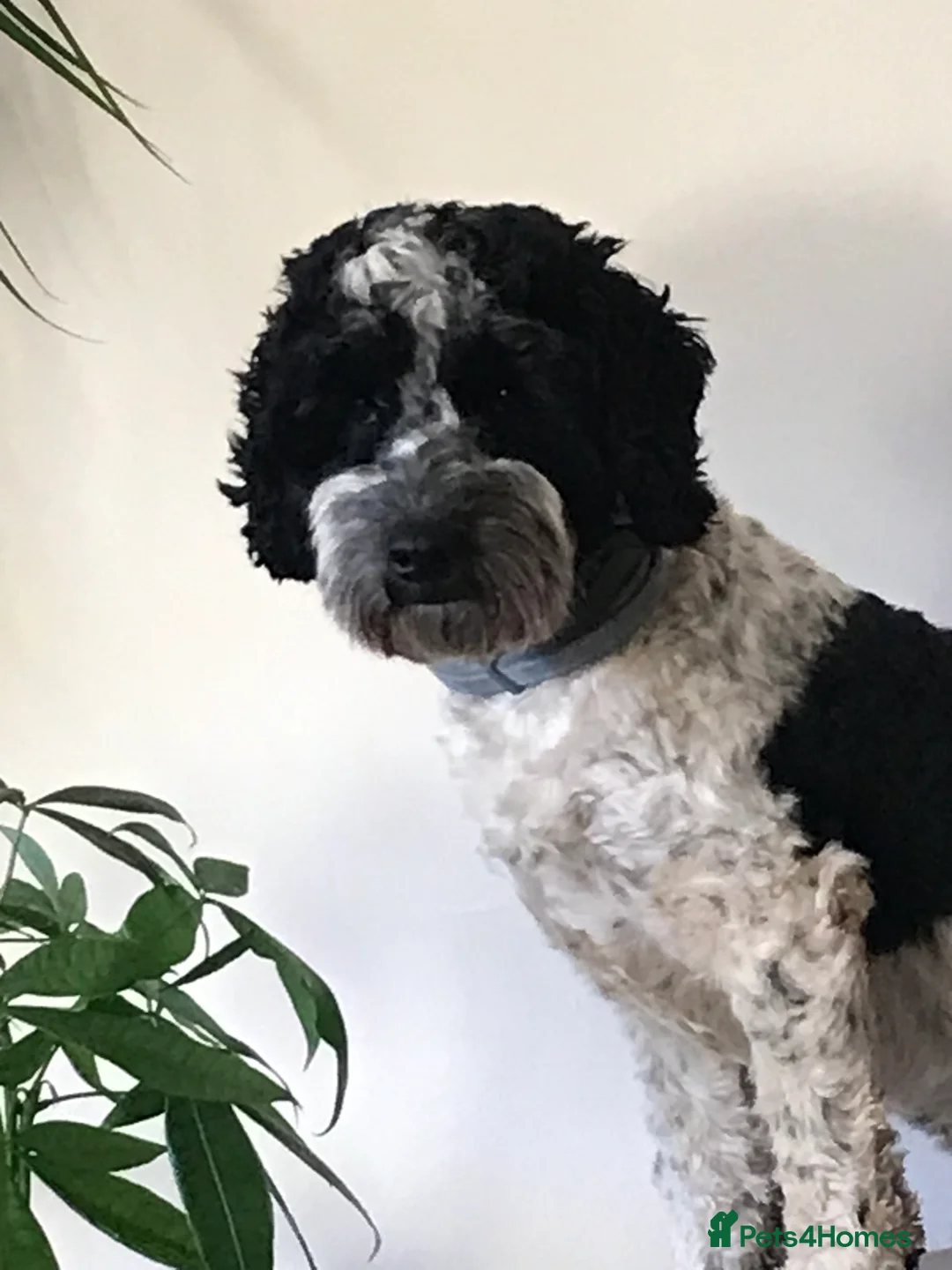 Cockapoo dogs for stud: Bertie the cockapoo available for stud - Advert 2