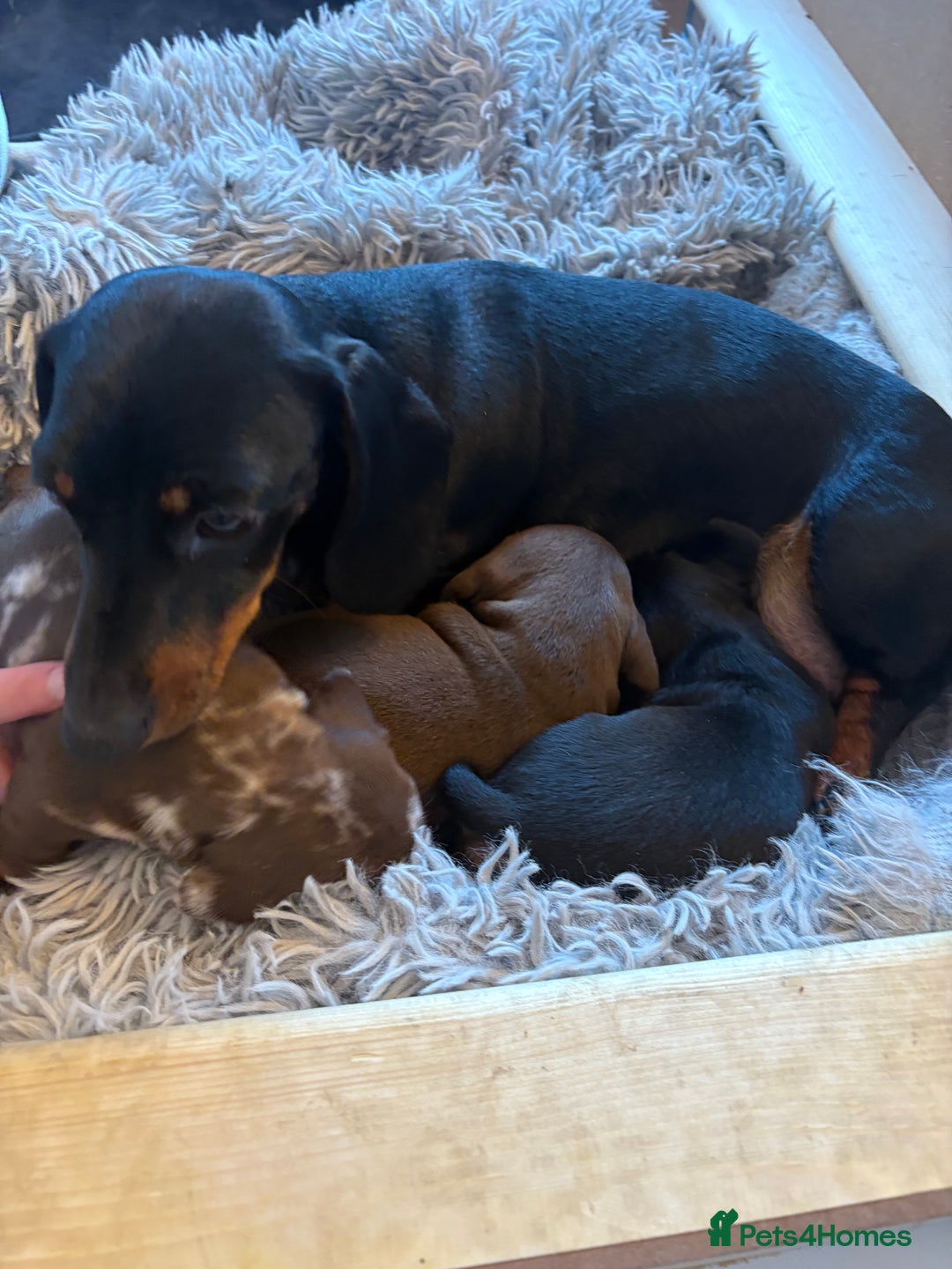 Dachshund dogs for sale: Dachshund puppies.  - Advert 4