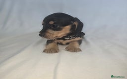 Doxiepoo dogs for sale: Adorable PRA clear daxipoos hypoallergenic  - Image 12