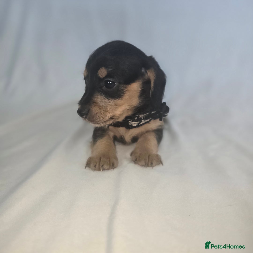 Doxiepoo dogs for sale: Adorable PRA clear daxipoos hypoallergenic  - Image 12