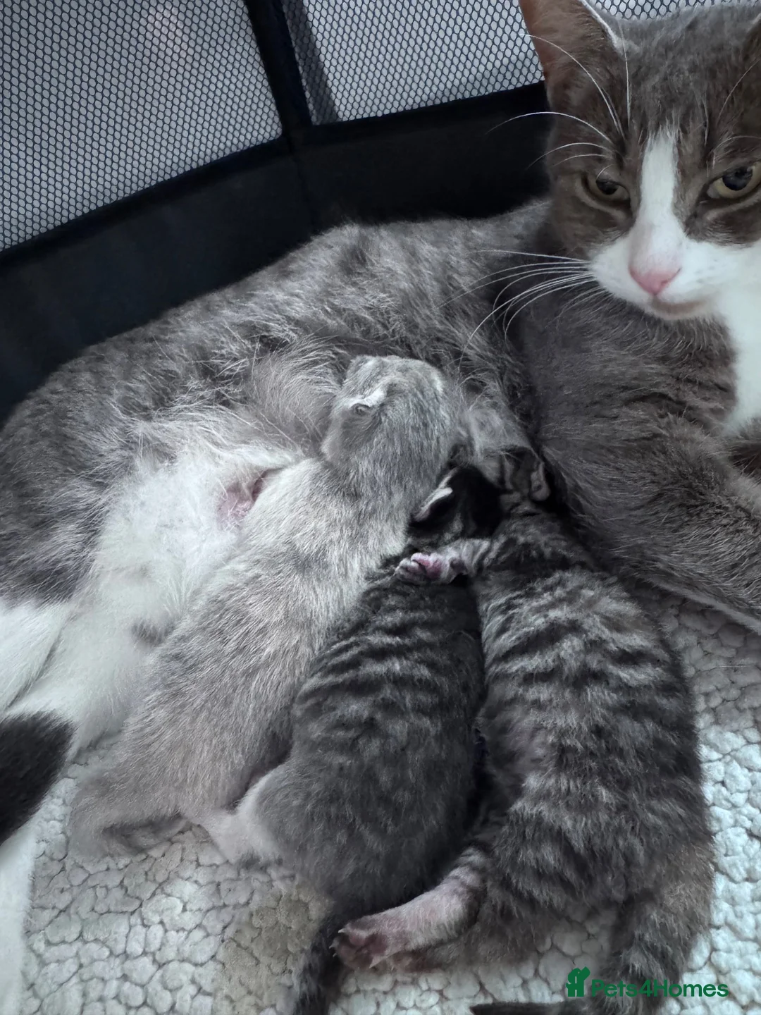 Mixed Breed cats for sale: 🌟 stunning mixed breed kittens 🌟 - Advert 1