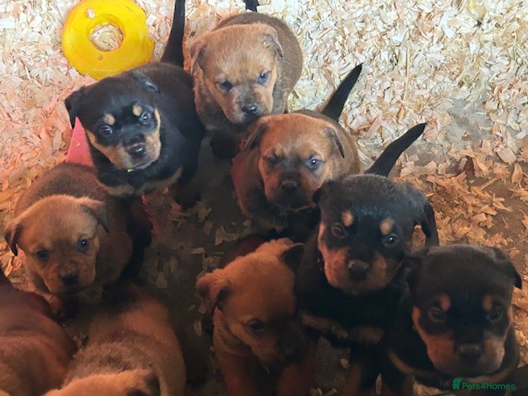 Mixed Breed dogs for sale: Rottweiler - Advert 4