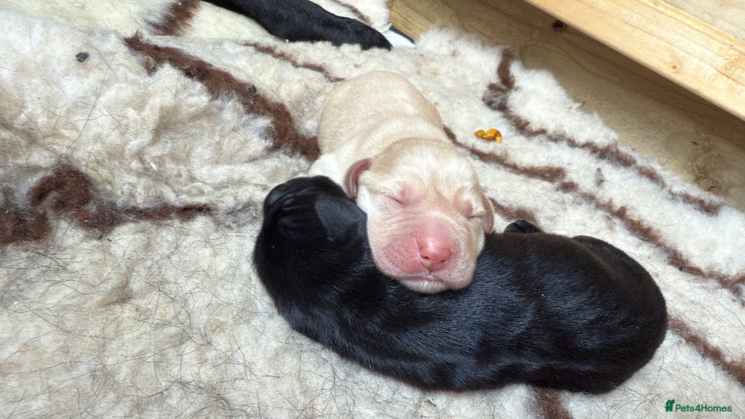 Labrador Retriever dogs for sale: Perfect lab puppy’s  - Image 12