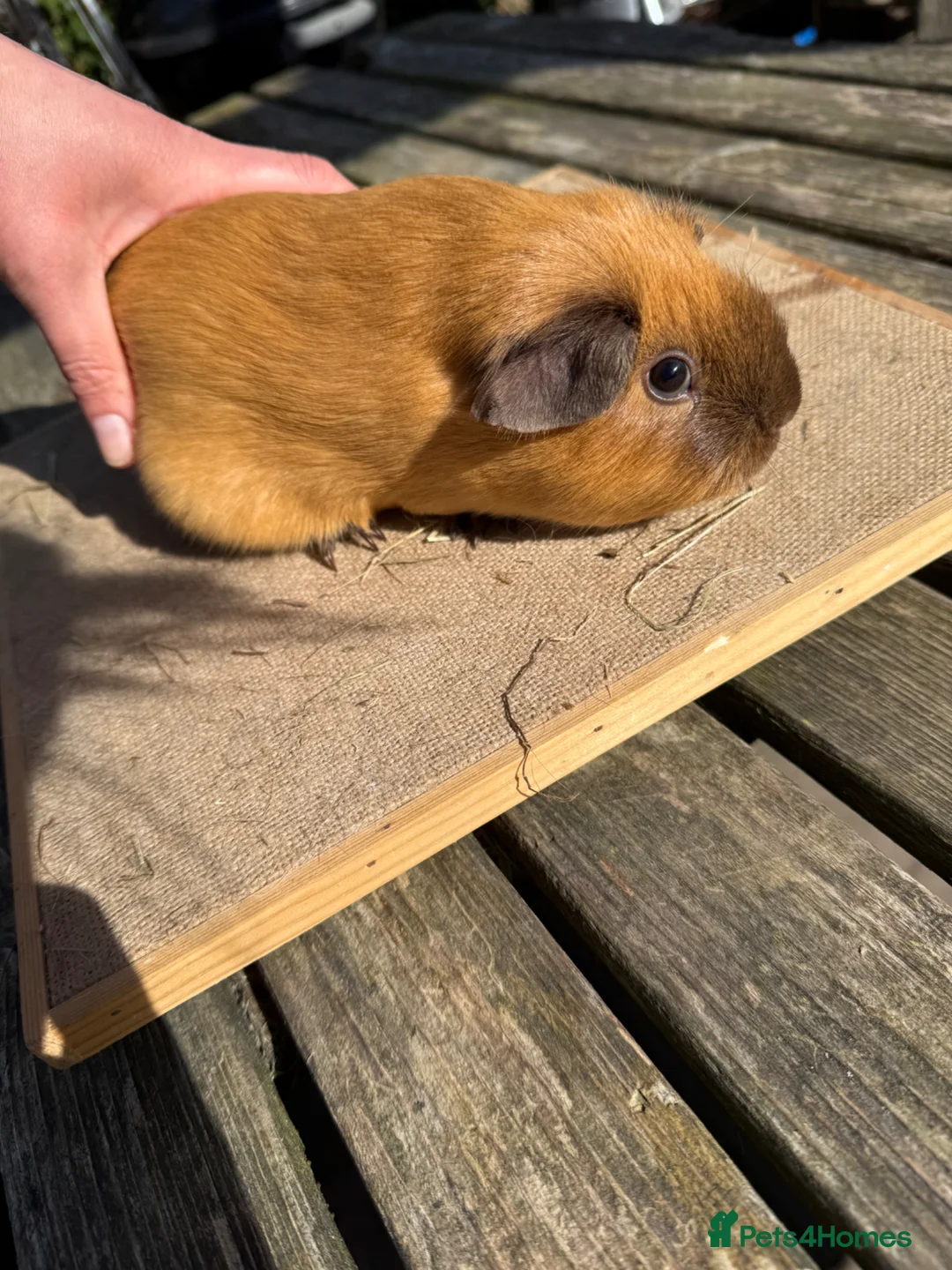 Guinea Pig rodents for sale: Pure bred Californian & Swiss baby sow guinea pig - Advert 2