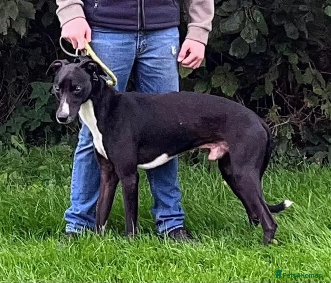 Lurcher dogs for stud: Nice Lurcher sire - Advert 3