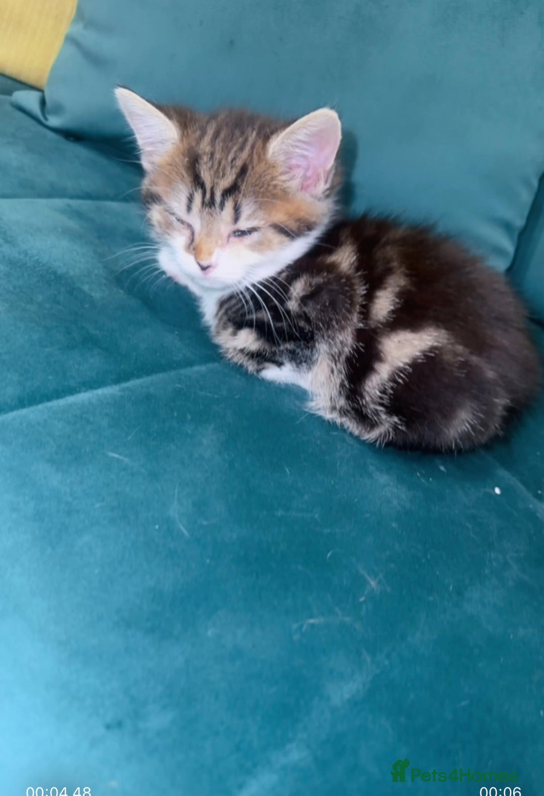 Mixed Breed cats for sale: Mixed breed  - Image 3