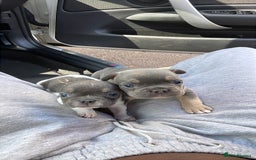 French Bulldog dogs for sale: Two gorgeous French puppies  - Image 1