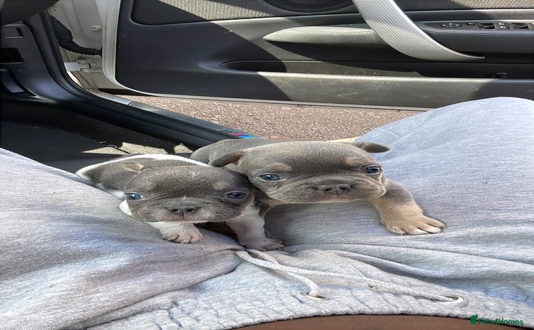 French Bulldog dogs for sale - Advert 1