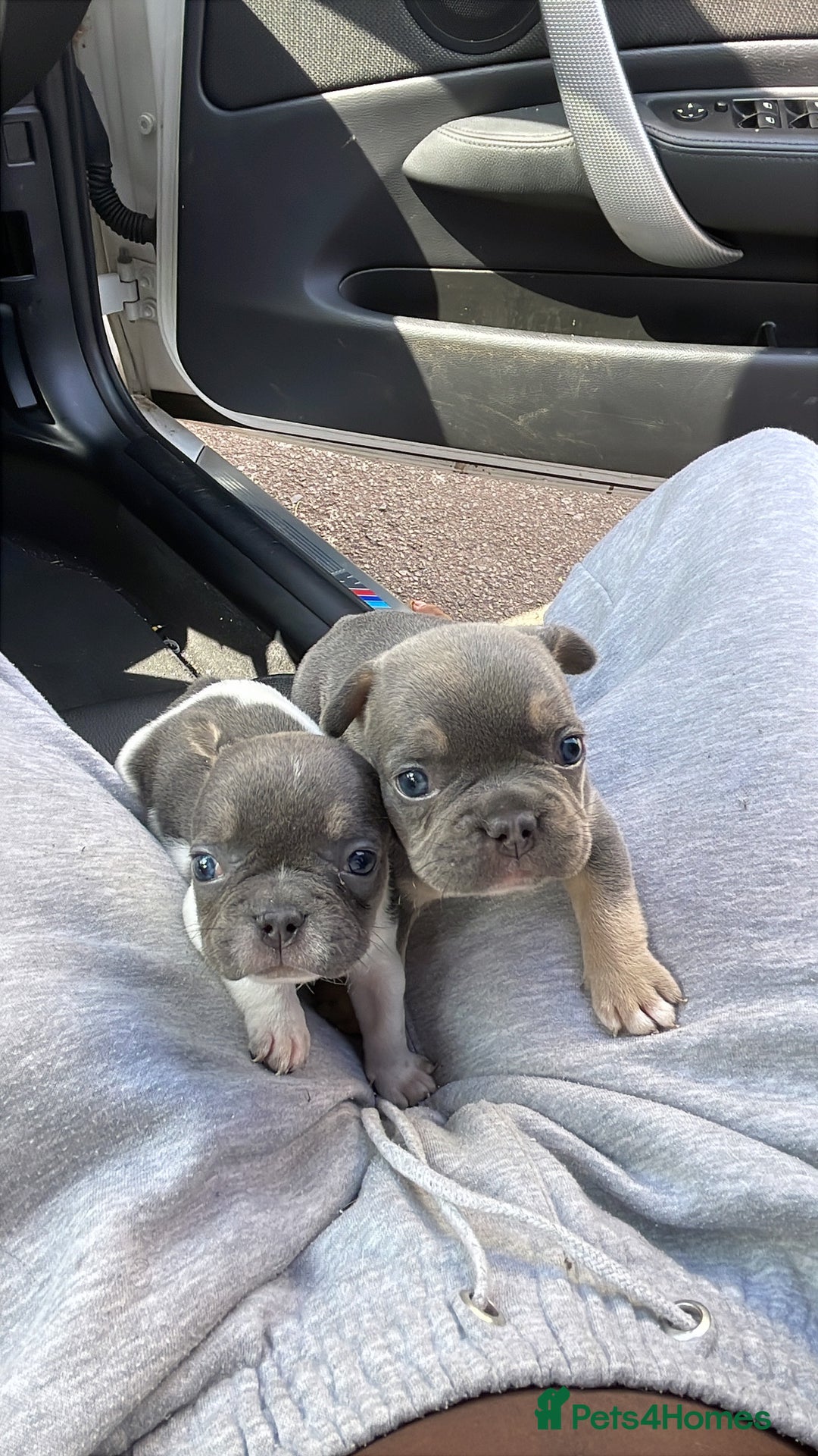 French Bulldog dogs for sale: Two gorgeous French puppies  - Image 1