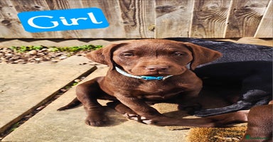 Labrador Retriever dogs - Advert 1