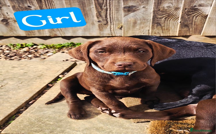 Labrador Retriever dogs - Advert 2