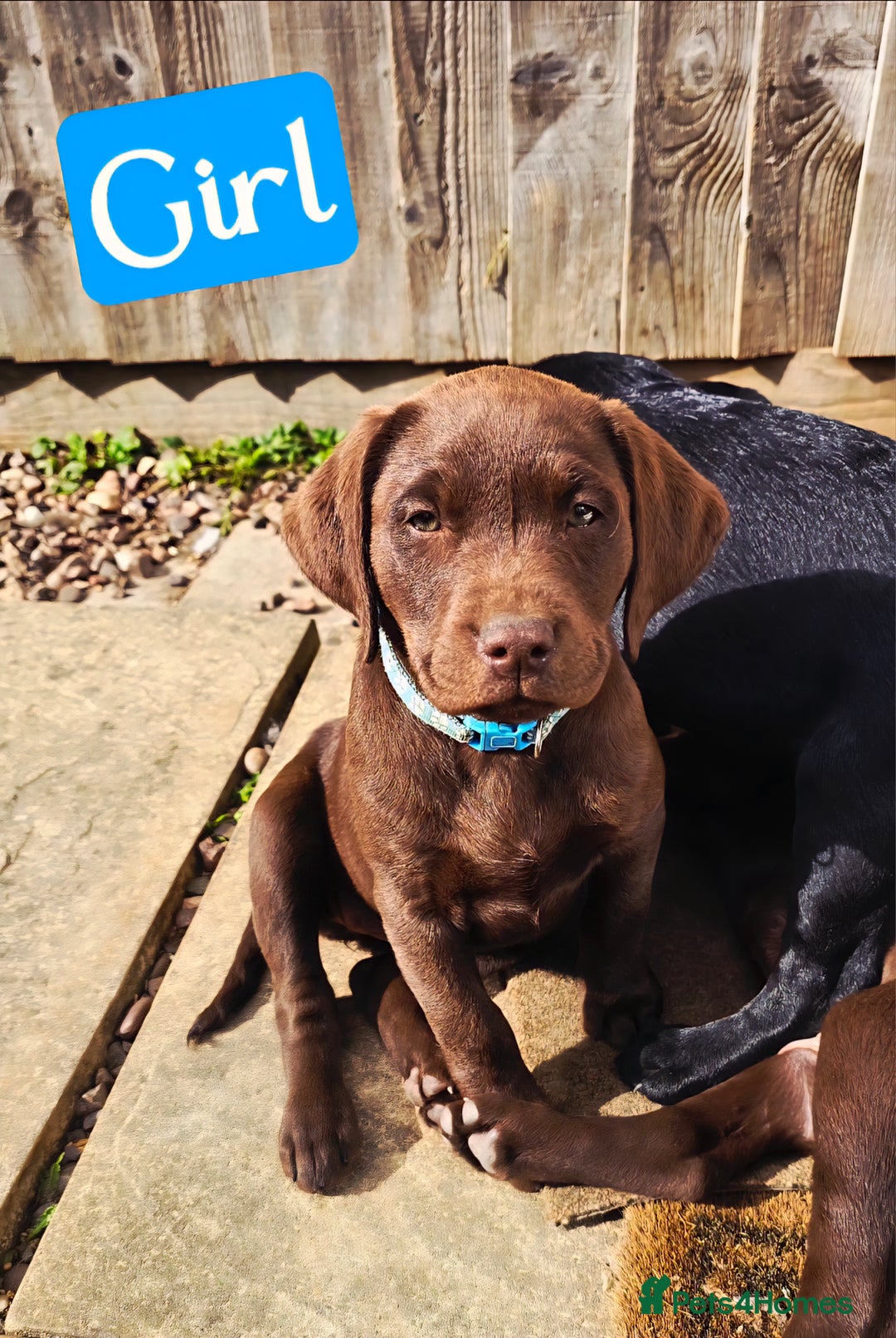 Labrador Retriever dogs for sale: Adorable Labrador Retriever Puppies  🐶💛 - Image 5