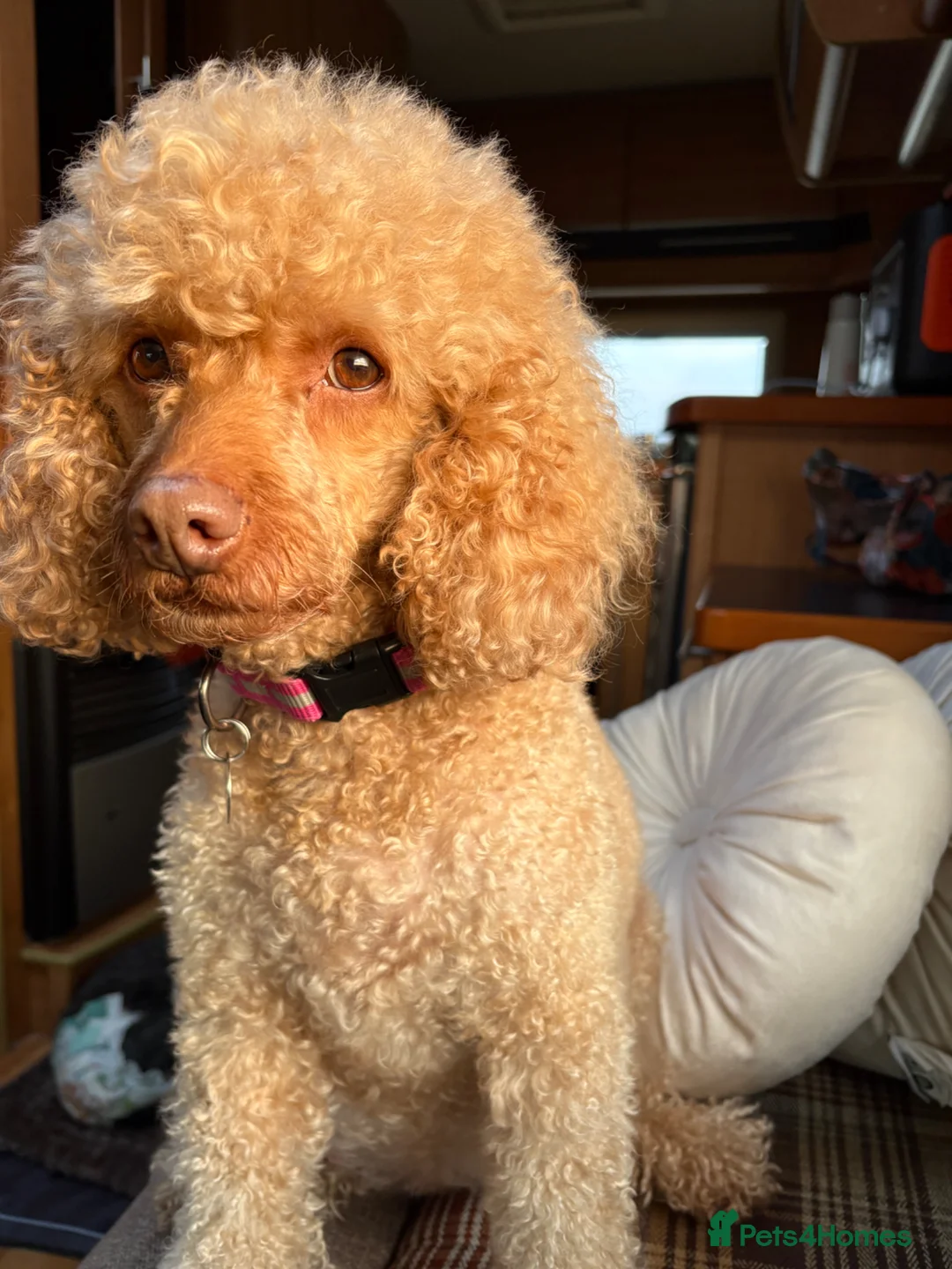 Cavapoo dogs for sale: Cavapoo puppies  - Advert 21