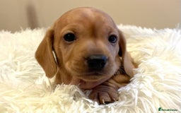 Miniature Dachshund dogs for sale: Beautiful miniature Dachshund puppies  - Image 5