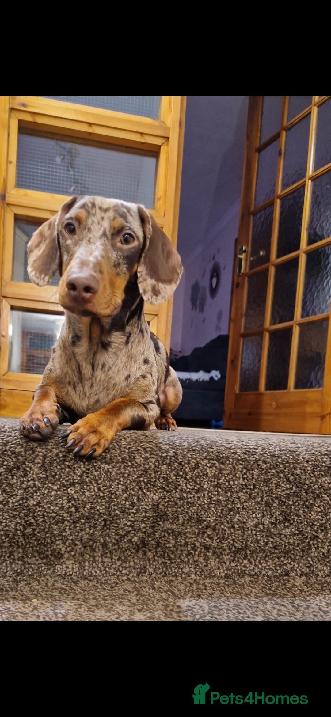 Dachshund dogs Stud  in Glasgow - Advert 3