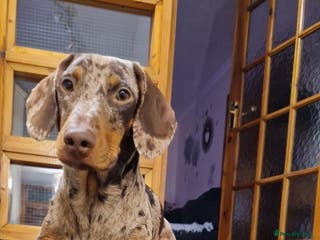 Dachshund dogs Stud in Glasgow - Advert 3