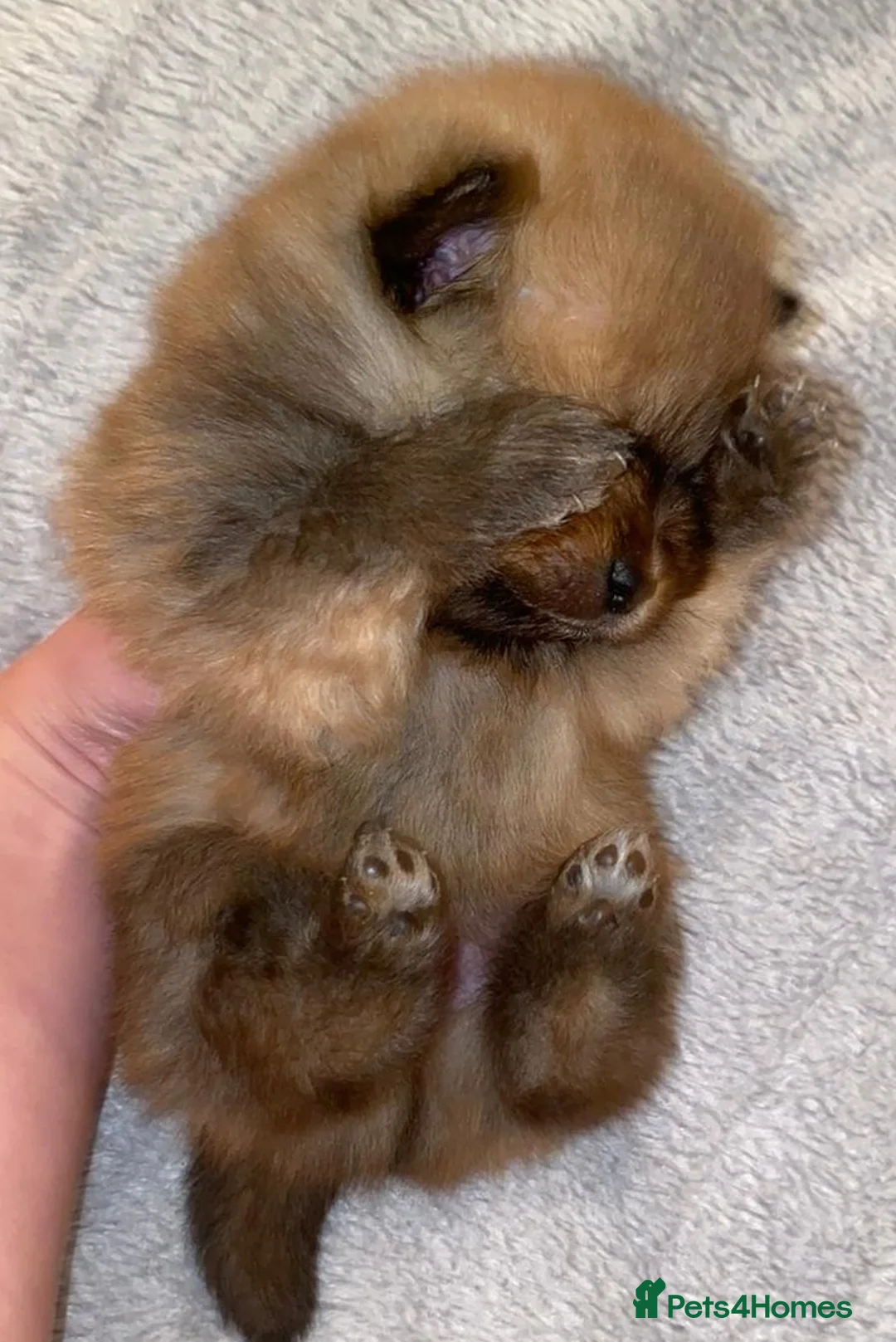 Pomeranian dogs for stud: Teddy is FOR STUD  in Cwmbran - Advert 4