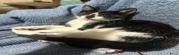 Mixed Breed cats for sale: Mixed breed black and white kittens - Advert 7