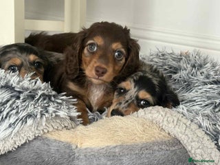Miniature Dachshund dogs Long haired mini male dachshunds pups KC reg - Advert 16