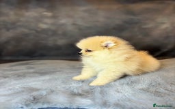 Pomeranian dogs for sale: Lovely little Poms available  - Image 6