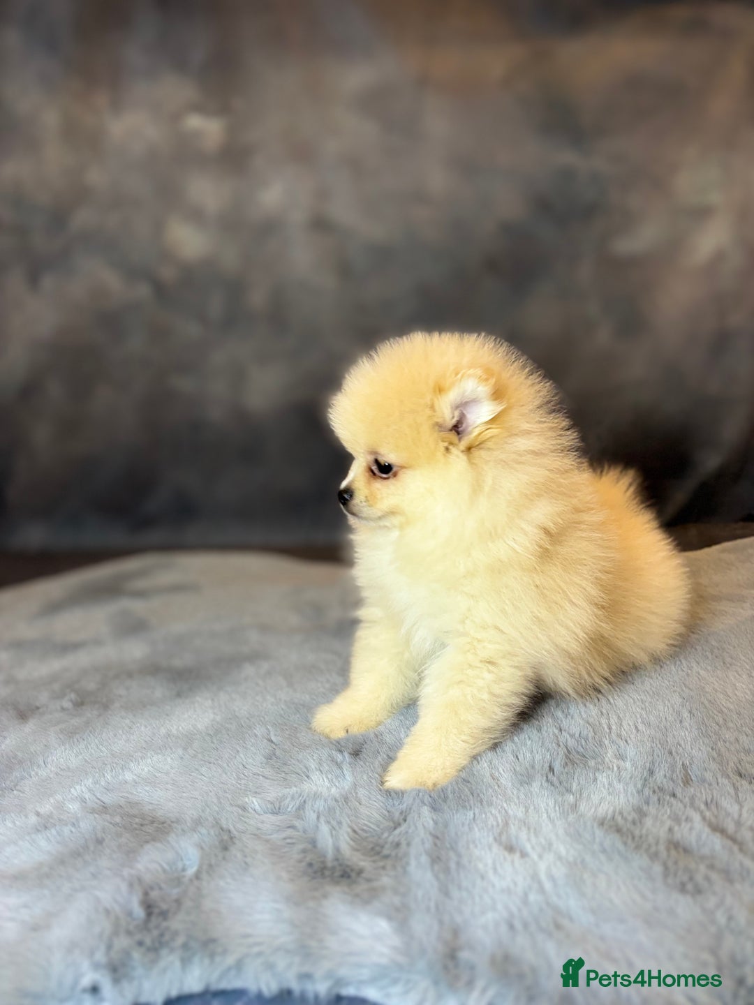 Pomeranian dogs for sale: Lovely little Poms available  - Image 6