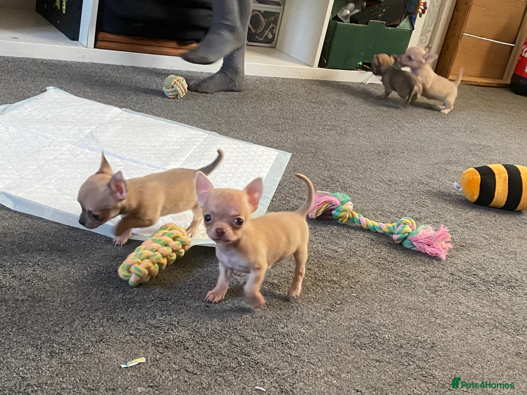 Chihuahua dogs for sale: Family pups ready may 24th  in Godstone - Advert 2
